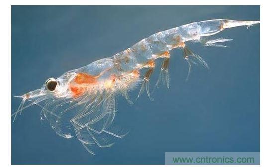 可大量供應的普通蝦殼中含有開發(fā)高效率有機太陽能電池所需的成份。