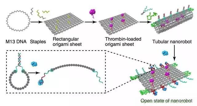 中美科學(xué)家聯(lián)手，用DNA納米機器人殺死癌細胞