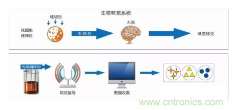 仿生傳感器的定義、原理、分類及應(yīng)用