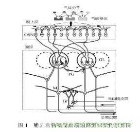 仿生傳感器的定義、原理、分類及應(yīng)用